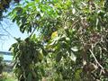 woolly-leaf white sapote
